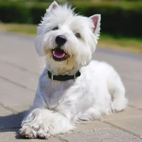 West Highland White Terrier · fotografía 6