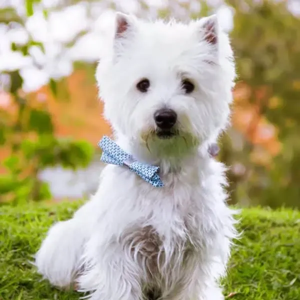 West Highland White Terrier · fotografía 8