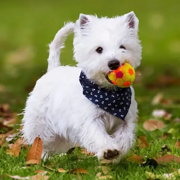West Highland White Terrier