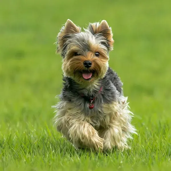 Yorkshire Terrier · fotografía 10