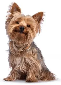 Yorkshire Terrier · fotografía 2