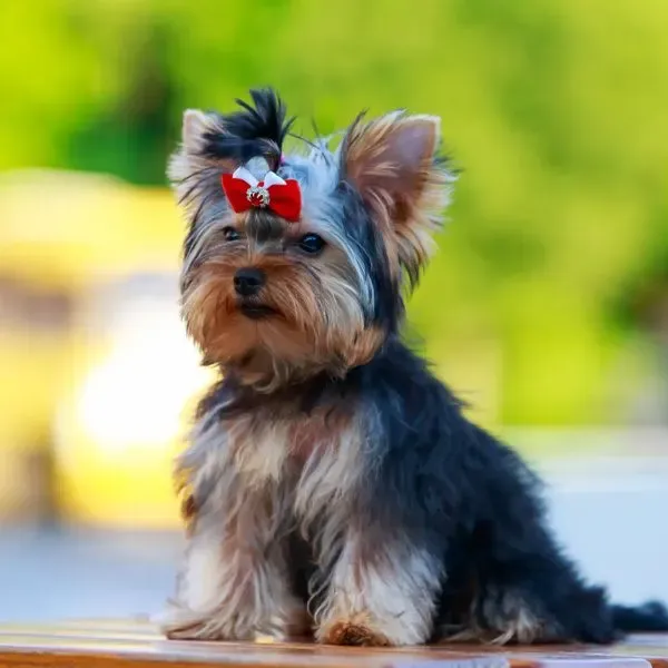 Yorkshire Terrier