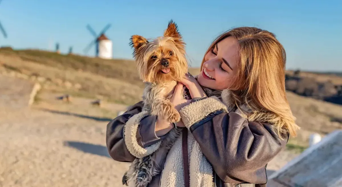 Yorkshire Terrier · fotografía 6