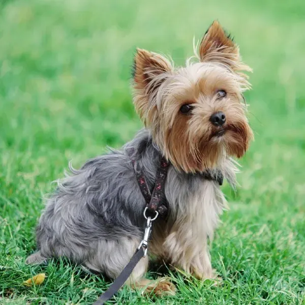 Yorkshire Terrier · fotografía 7
