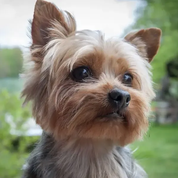 Yorkshire Terrier · fotografía 9